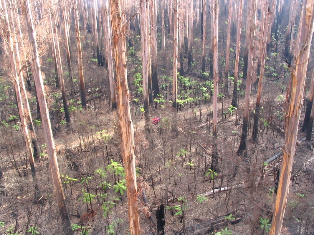 Mountain Ash do not reshoot epicormally after fire like other eucalypts.But an intense fire will release seeds from the canopy. Newly fertilised by ash, and with more sunlight reaching it, the ground becomes a seedbed for this species.Pic: victoriasgianttrees