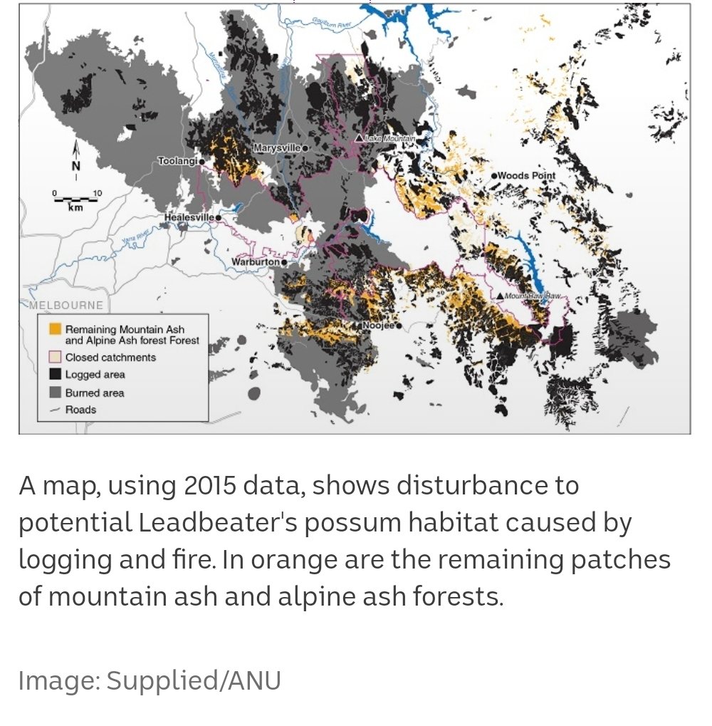 The map below (from an ABC report from 2015) shows how much area of the Central Highlands was burnt in the 2009 fires, as well as how much has been logged.The whole Central Highlands have been smashed around. And continue to be so.