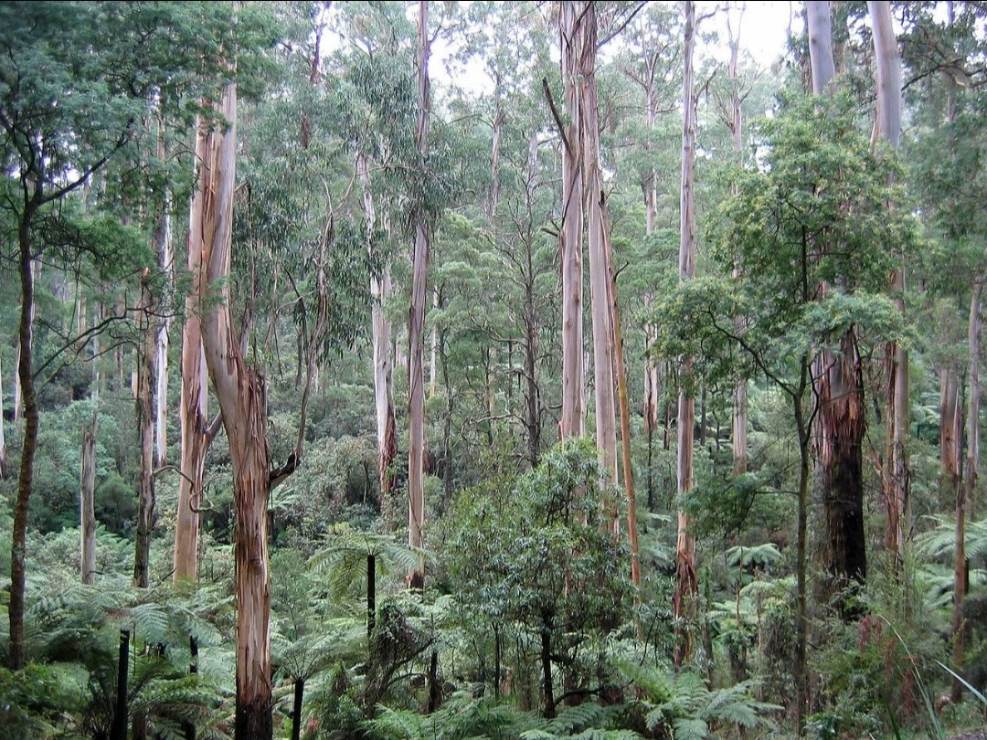 But the SAC, when asked to list the Ash forests as endangered under the Flora and Fauna Guarantee Act 1988, did not come to the party (Its reasoning is available online: type Sac Mountain Ash into Google)So don't assume these giants are here forever. Pic: Wikimedia Patche99z