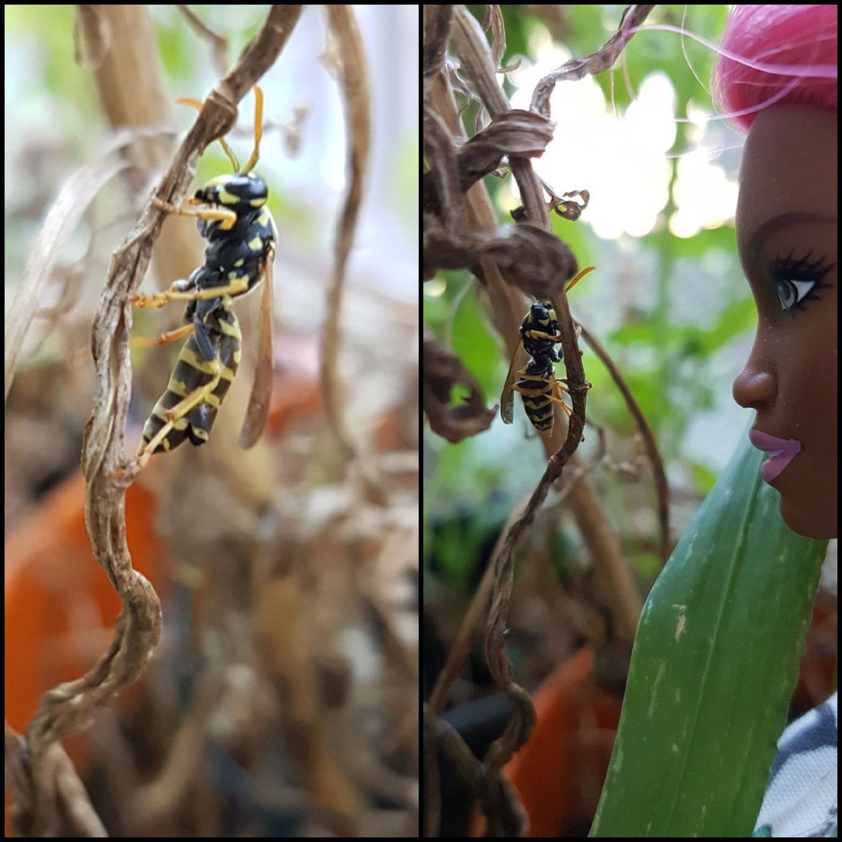 Notice anything different about this Polistes sp.? Focus on the left .  #entomology  #scicomm  #entotwitter