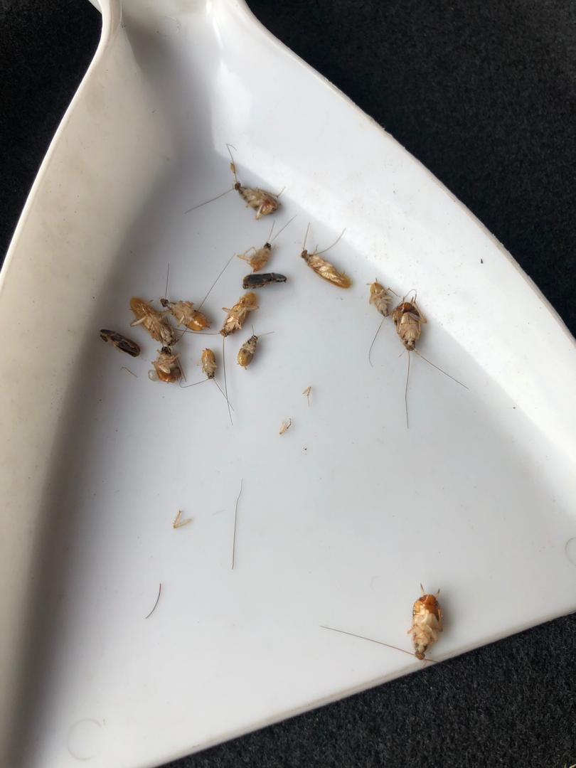 agentkillit's tweet image. Hasil dalam kereta, awk nampak dlm kereta mcm takde makhluk ni kan. Tp bila guna je kill-it ni awk akan terkejut sebab makhluk ni ada sebenarnyaa jadi meneman hari2 awk time bawak kereta..  Banyak kot, klau ank ada confirm mak pun ada 🤣