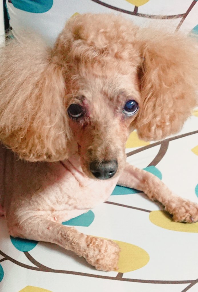 Ren 自宅 ヘアカット カラー わが家の節約術 W ヘアカット ヘアカラー インナーカラー ブリーチ トイプードルカット 節約 節約術 夫婦生活 愛犬のいる生活 T Co Uvggt3zitb Twitter