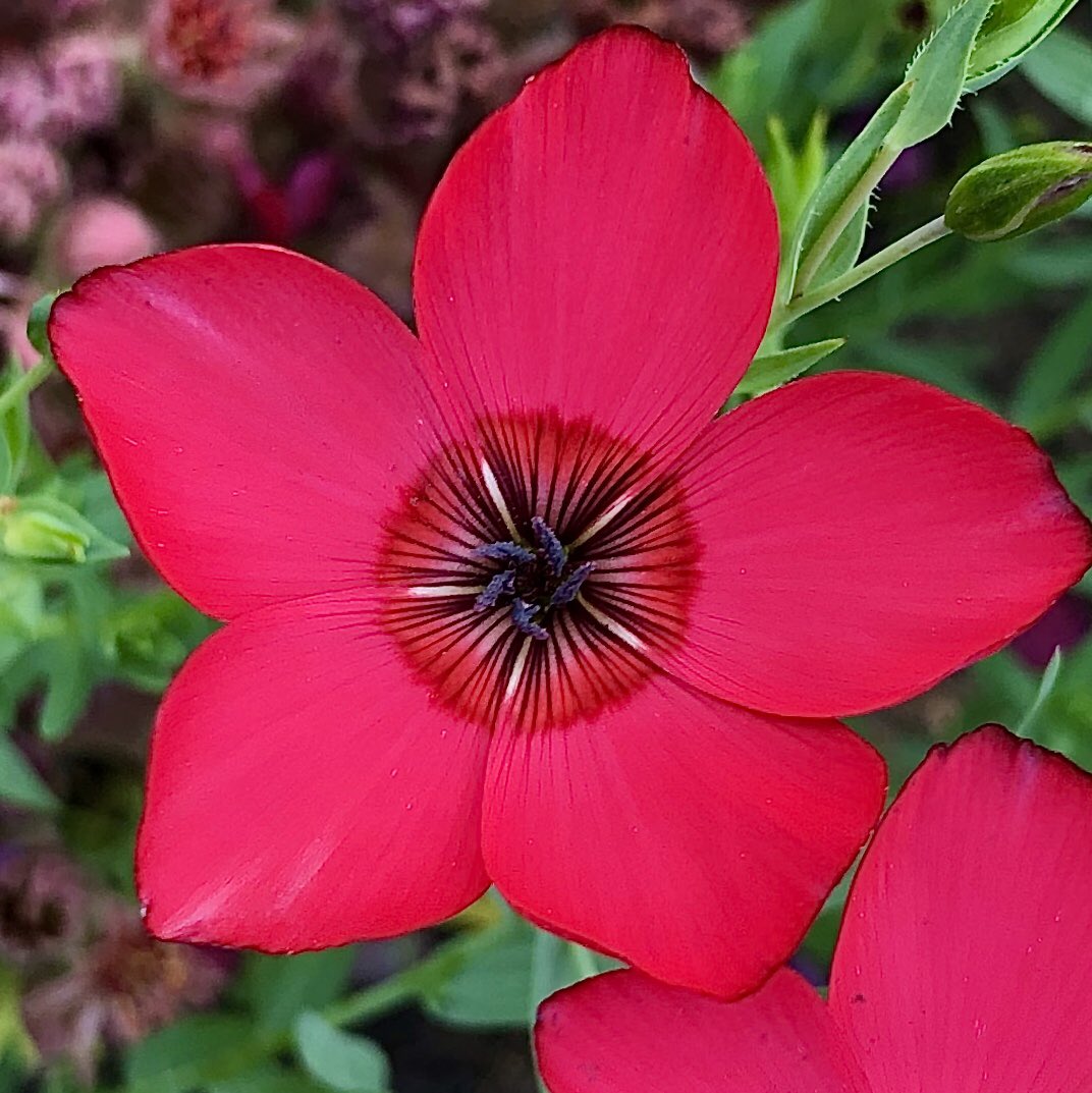 dwilapix's tweet photo. Pink Flax
#gardenlife #prairies #pinkflax #pink_flower #myworld_in_pink #summer #details #loves_flowers_ #loves_flowers #loves_flora #total_flowers #bns_flower #jj_flowers #raw_flowers #raw_canada #pocket_flowers #macroclique #macro_vision #macro_ig #macro_drama #macro_treasures https://t.co/4leQEq8wL4