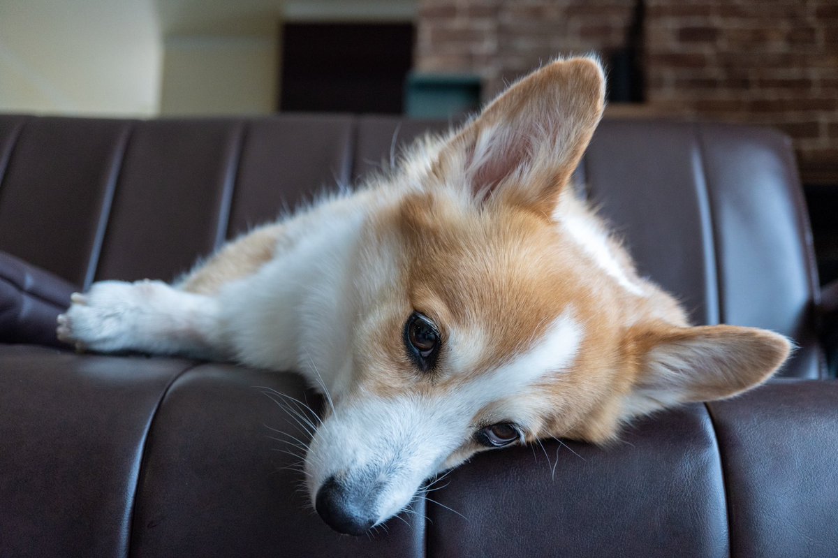 もこふらん ソファのの上からメンチ切ってくる 笑 コーギー Corgi 犬 Dog コーギーのいる暮らし いぬのきもち もこふらん ソファのの上からメンチ切ってくる 笑 コーギー Corgi 犬 Dog コーギーのいる暮らし いぬのきもち