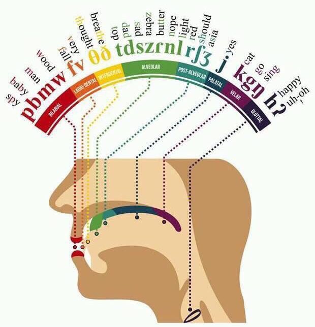 Phonetic map of the mouth that shows where most of the sounds in English come from. I think it’s handy to be aware of the sonic weight & texture of words & how they make a reader feel in different contexts. Often good to give the mouth & ear a workout, too, with variation. 1/2