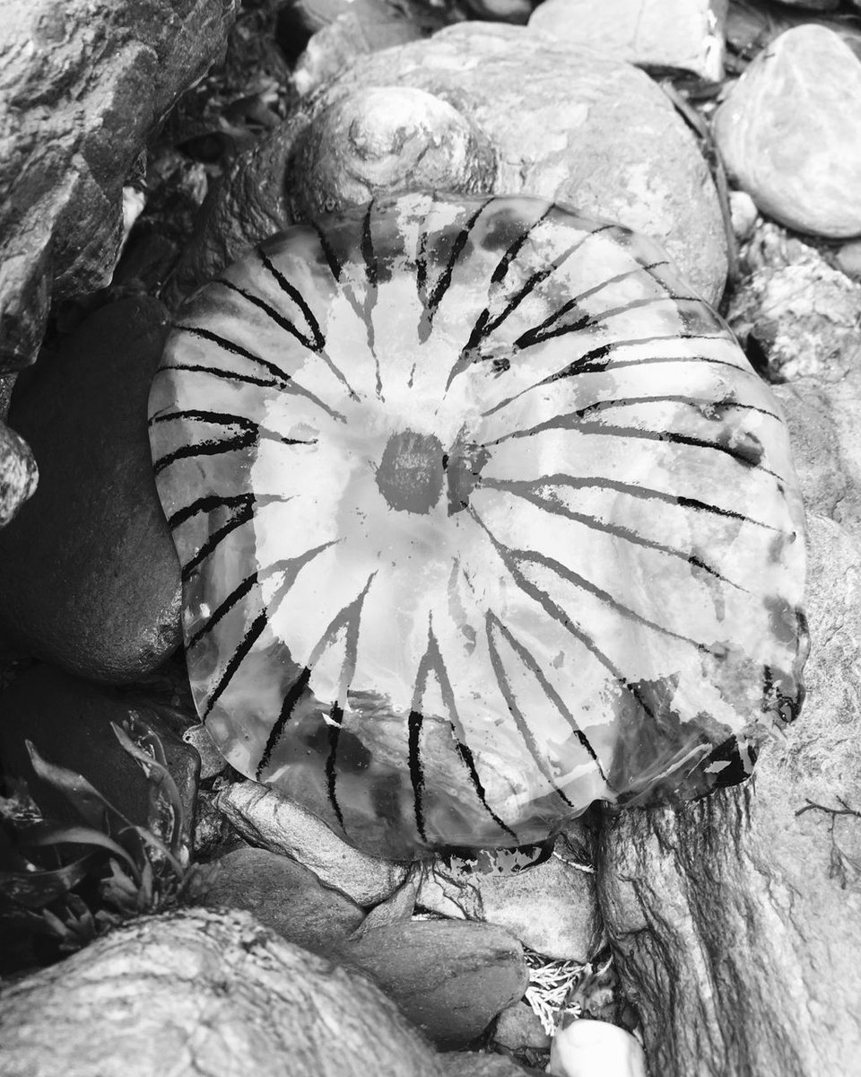 WemburyMarine's tweet photo. Only 28 more Instagram followers until we reach 1000! Reason 5 to follow us, arty farty images of cool marine life! Who can name this beautiful stranded jelly!? #helpusgetto1k #followusoninsta https://t.co/pt94SFdNnT