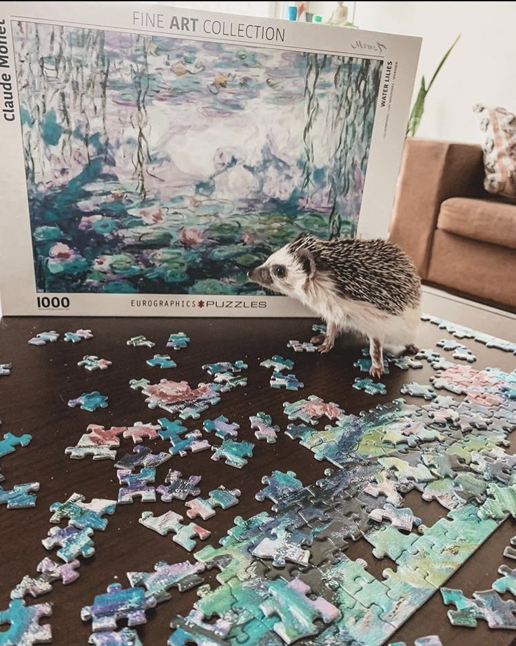 daily__hedgehog's tweet photo. Sunday 16th August, 2020 https://t.co/UfYT2TyJLh