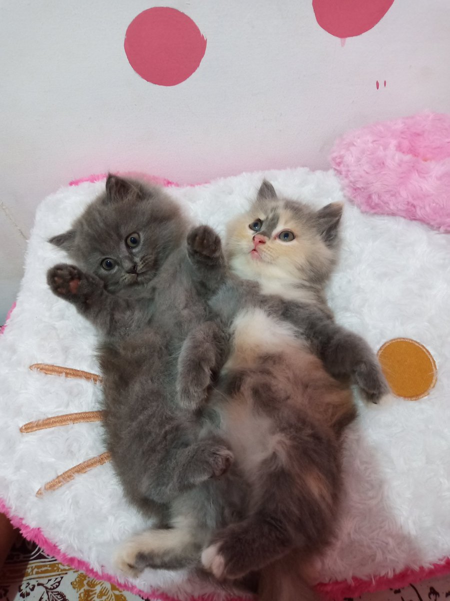 diyas_sri's tweet photo. @shireensangkur @animalfess2 Gimana gemes? 🤪 https://t.co/Rd8TeEVVNI
