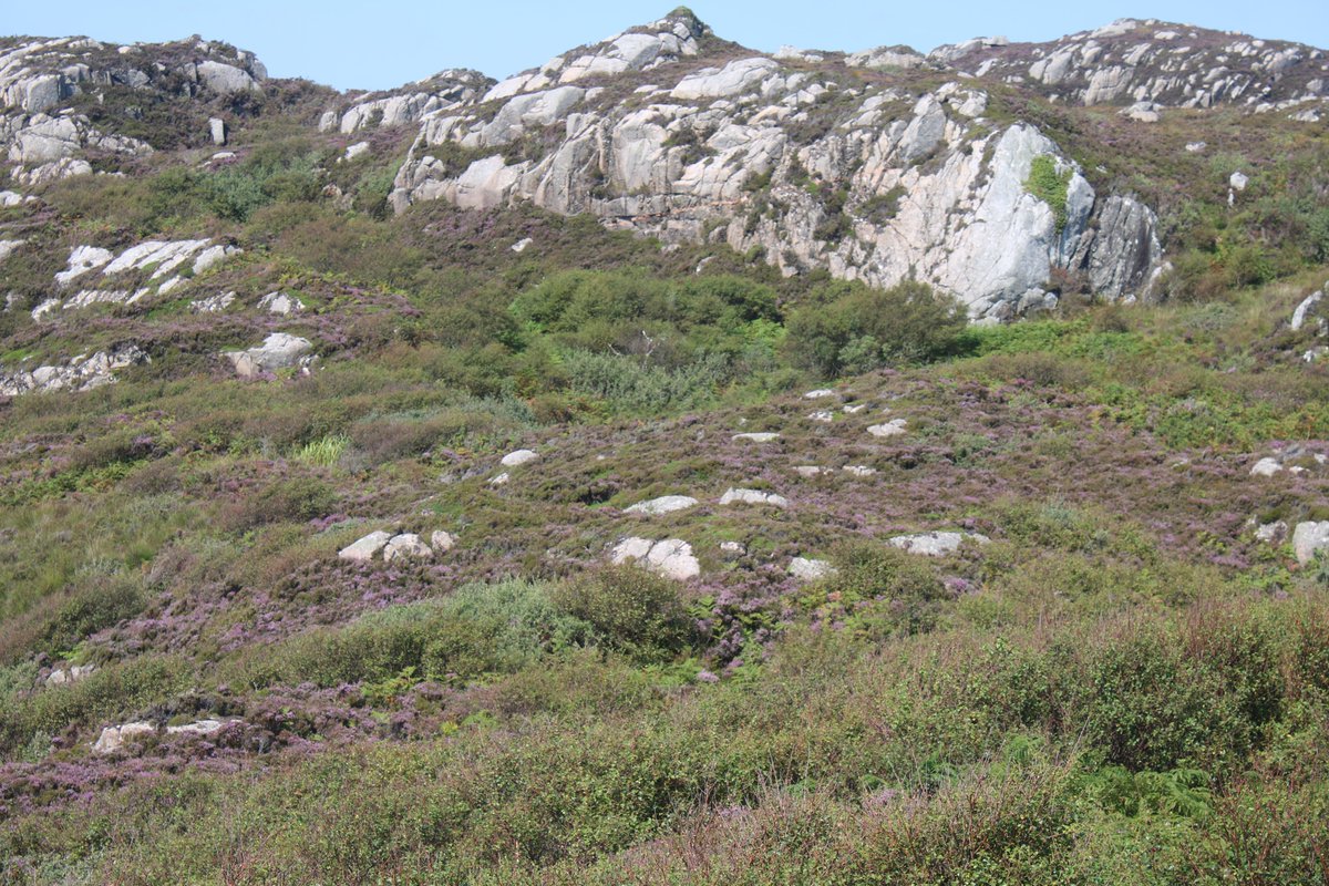 Rewilding in action at Tireragan which was once a rather poor hill farm. Stock removed over 20 years ago and rewilded since 1994. Absolute murder to walk through even up here on the thin soils on the granite with rank heather and some birch and willow regen.