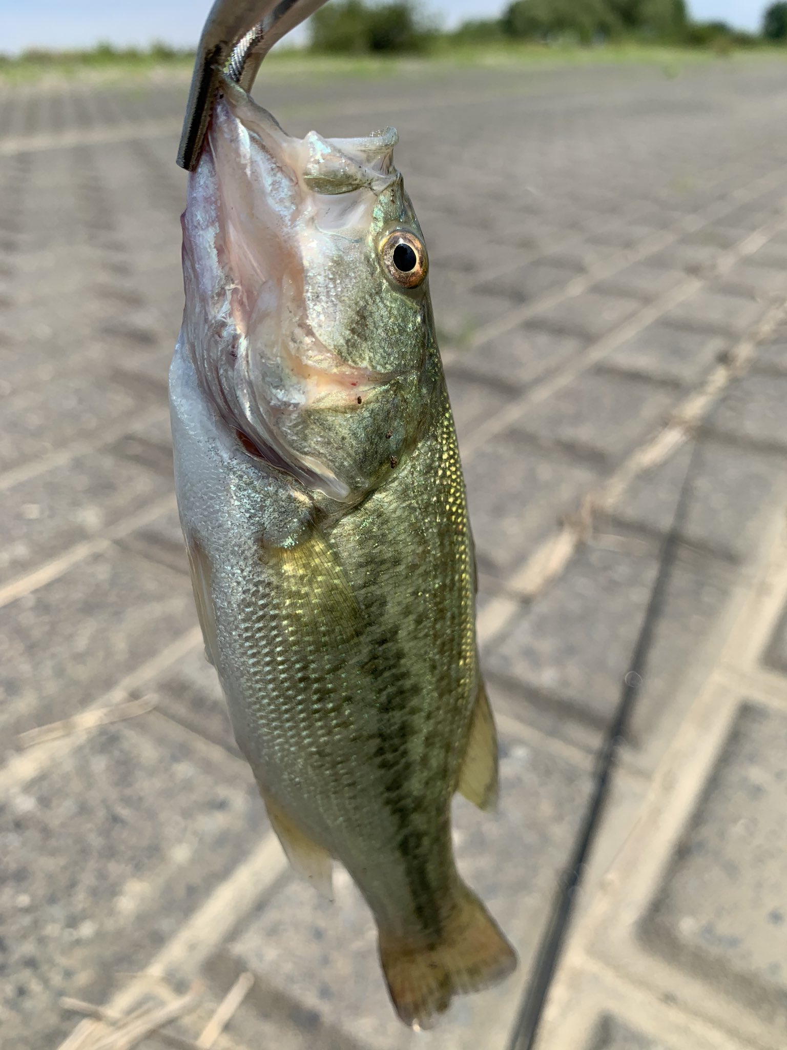 むぎ茶 渡良瀬遊水地 谷中湖でナマズとちっちゃいブラックバス が釣れた 渡良瀬遊水地 谷中湖 釣り ナマズ ブラックバス むぎ茶 渡良瀬遊水地 谷中湖でナマズとちっちゃいブラックバス が釣れた 渡良瀬遊水地 谷中湖 釣り ナマズ ブラックバス