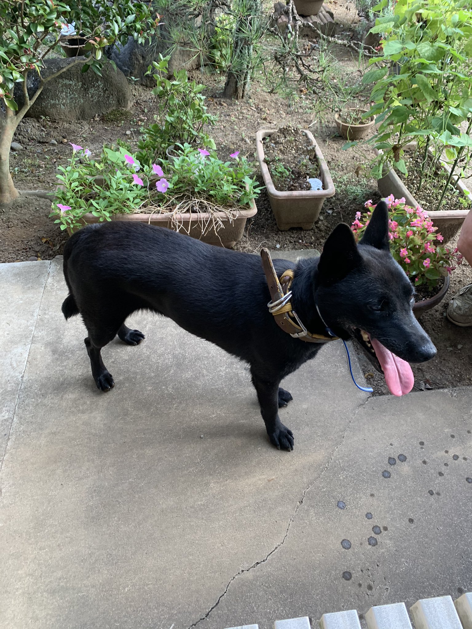 9yu 代理投稿です 茨城県常総市で黒い毛色 黄色い首輪着用 青と白のノミ取り用の首輪 着用の迷子犬ちゃん目撃されています 飼い主様 探されていませんか 茨城県 茨城 常総市 常