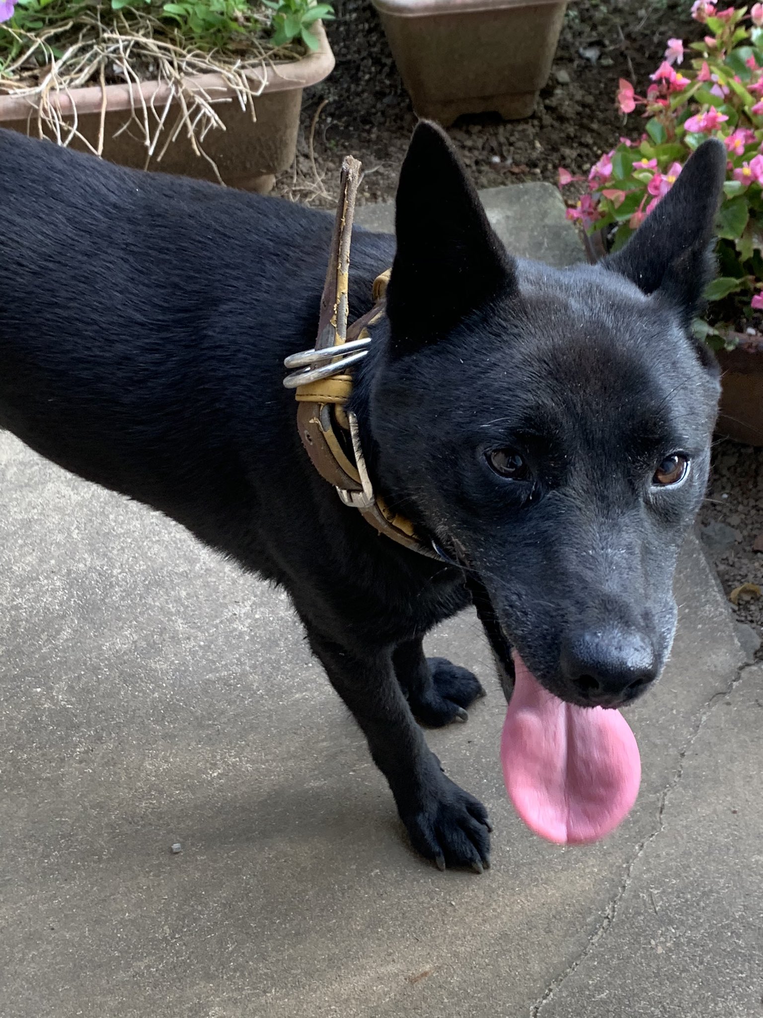 9yu 代理投稿です 茨城県常総市で黒い毛色 黄色い首輪着用 青と白のノミ取り用の首輪 着用の迷子犬ちゃん目撃されています 飼い主様 探されていませんか 茨城県 茨城 常総市 常