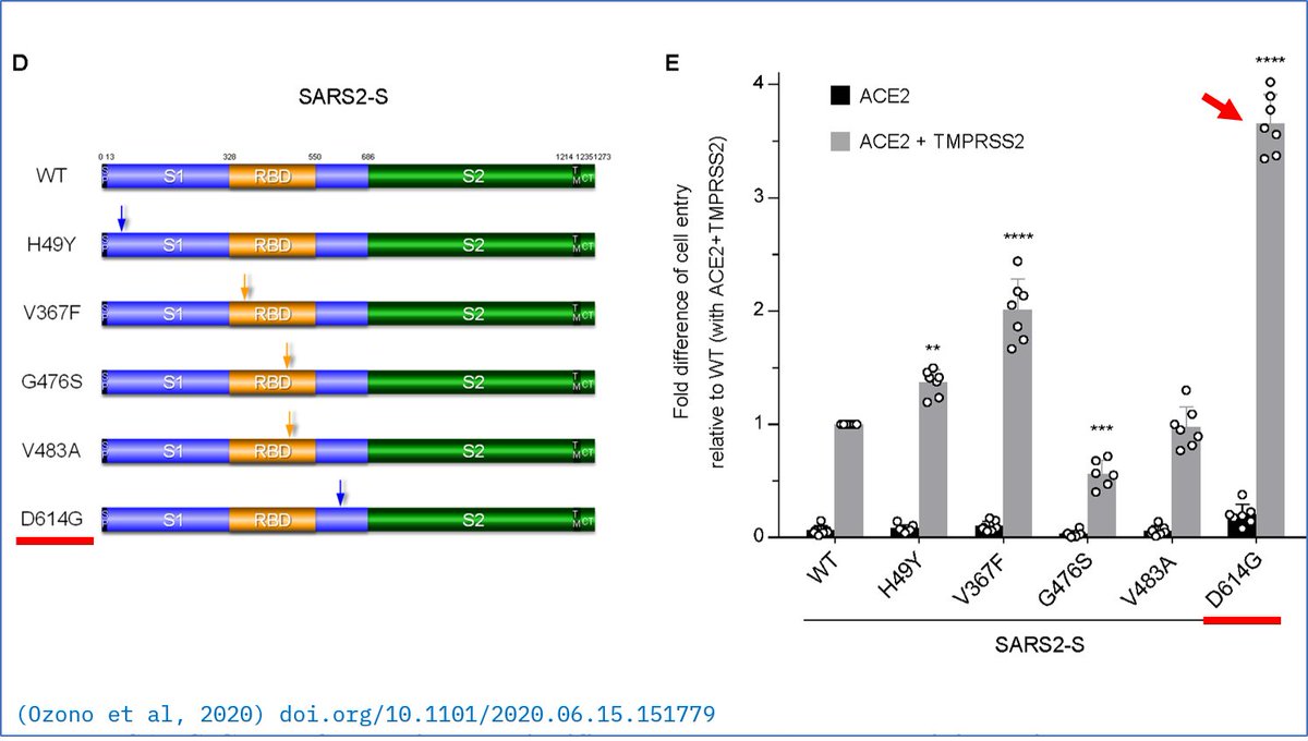6. Ozono et al. found that the D614G mutant has the highest cell entry activity compared to other S-protein mutants* they tested (~3.5-fold higher than the wild-type/Wuhan-Hu-1 protein).* there are also other SARS2 S-protein mutants in circulation.