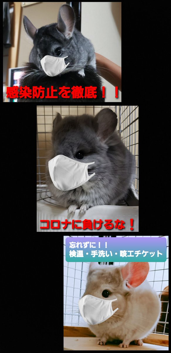 世界の山ちゃん ハリネズミ チンチラ Seka Yama 0907 Twitter 世界の山ちゃん ハリネズミ チンチラ Seka Yama 0907 Twitter
