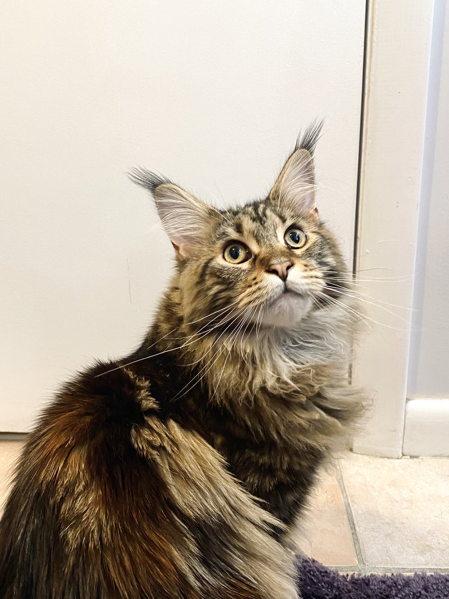 miss_meowtastic's tweet photo. #WeeklyWaffle https://t.co/XGP6TQJXm8