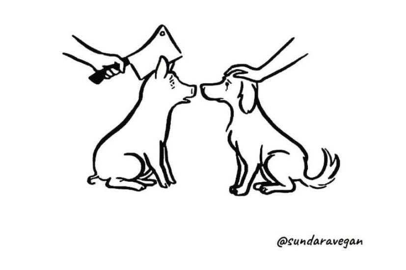 👉DISONANCIA COGNITIVA.
En psicología, la disonancia cognitiva se conoce como cuando nuestras creencias no están en armonía con lo que hacemos.

Por ejemplo, uno puede decir que ama a los animales y a la vez comérselos.  
#veganosuruguay #veganismo #govegan #montevideovegano