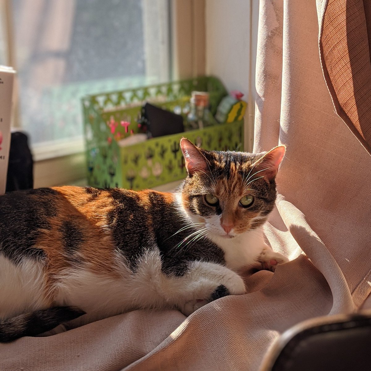 tjray29's tweet photo. @_We_Rate_Cats Tron ripped down the curtains (then used them as a blanket) so she could get some Sunday morning sunshine https://t.co/WU98IVkCyE