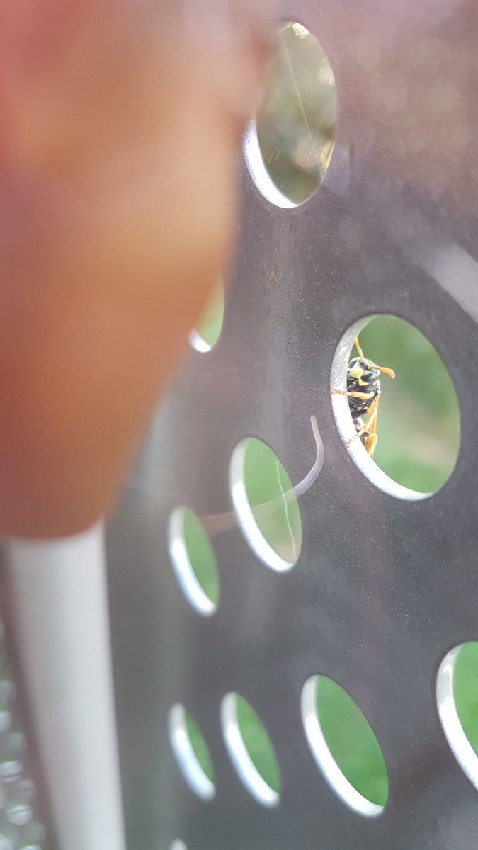 She eluded us for awhile. Finally caught some to investigate the extent of the Strepsipterans.