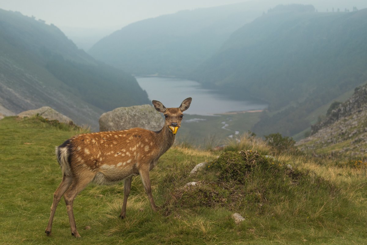 Joseph3gan's tweet photo. I give you a #deer finding &amp; eating a #banana at #Glendalough @visitwicklow https://t.co/qK6xISi2u0