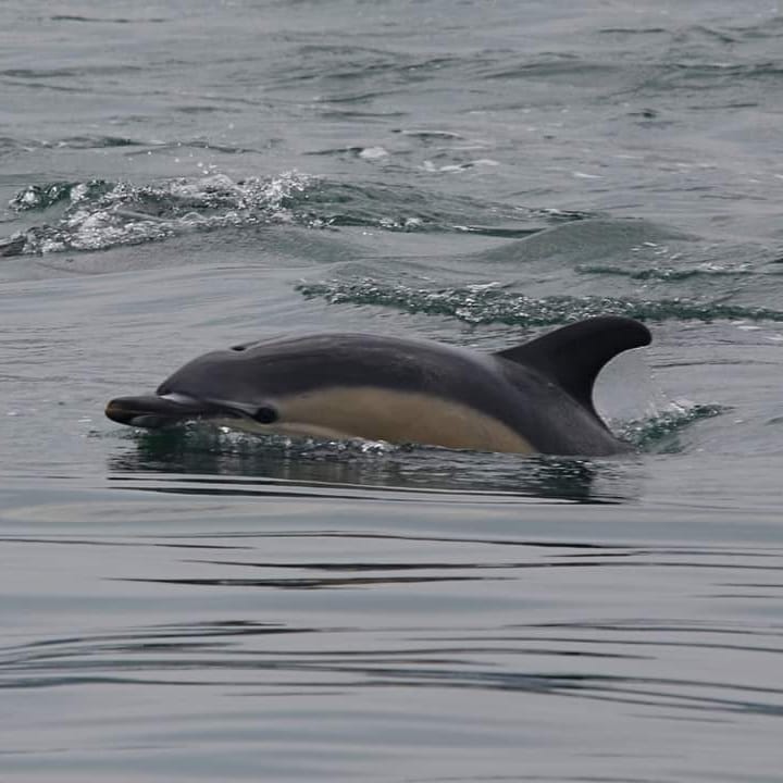 The Sea Trust staff were very lucky on thursday to see over 40 common dolphins in the Harbour. 

They arrived around 10am and stayed in the harbour for almost 5 hours!

The younger ones were full of energy as they left which made for great photos.