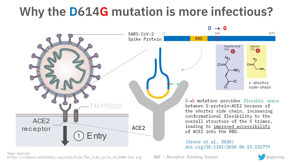 Summary of ‘Naturally mutated spike proteins of SARS-CoV-2 variants show 2 differential levels of cell entry’ preprint by Ozono et al., 2020.  https://doi.org/10.1101/2020.06.15.151779Disclaimer: This summary is shared as a first-time scicomm exercise. Thread.  https://twitter.com/DGHisham/status/1294683477737013250