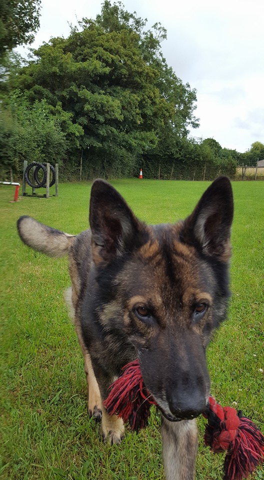 gsrescueelite's tweet photo. 12yr old Rockie came to us in Oct 14, he isn't the best behaved lad and he does need an exp, child and pet free home but we still give him his day on Twitter 
#dogs #GermanShepherd #Cornwall 
https://t.co/SbyNnveGjz https://t.co/EstoI8F8wE