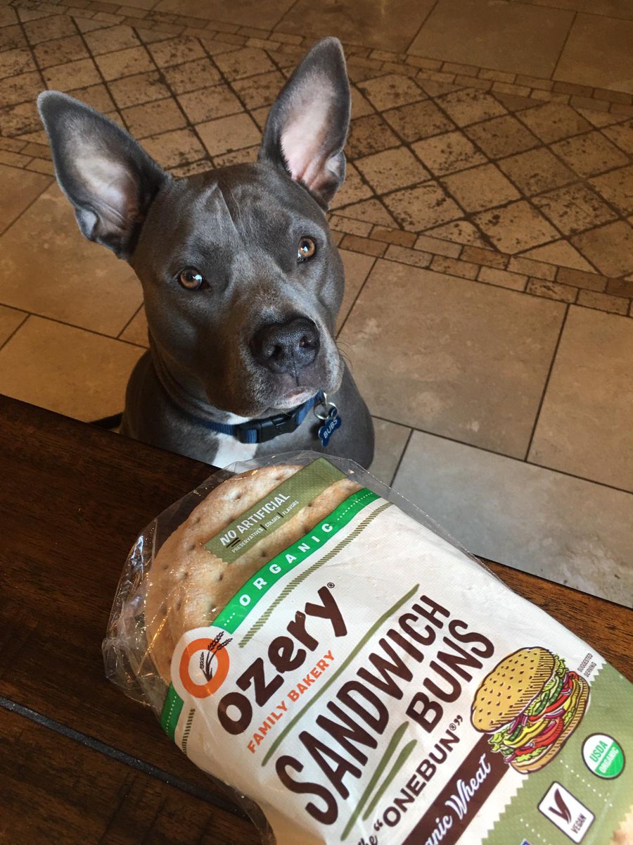 tfw your dog challenges your #avocado plating skills. #organicfood