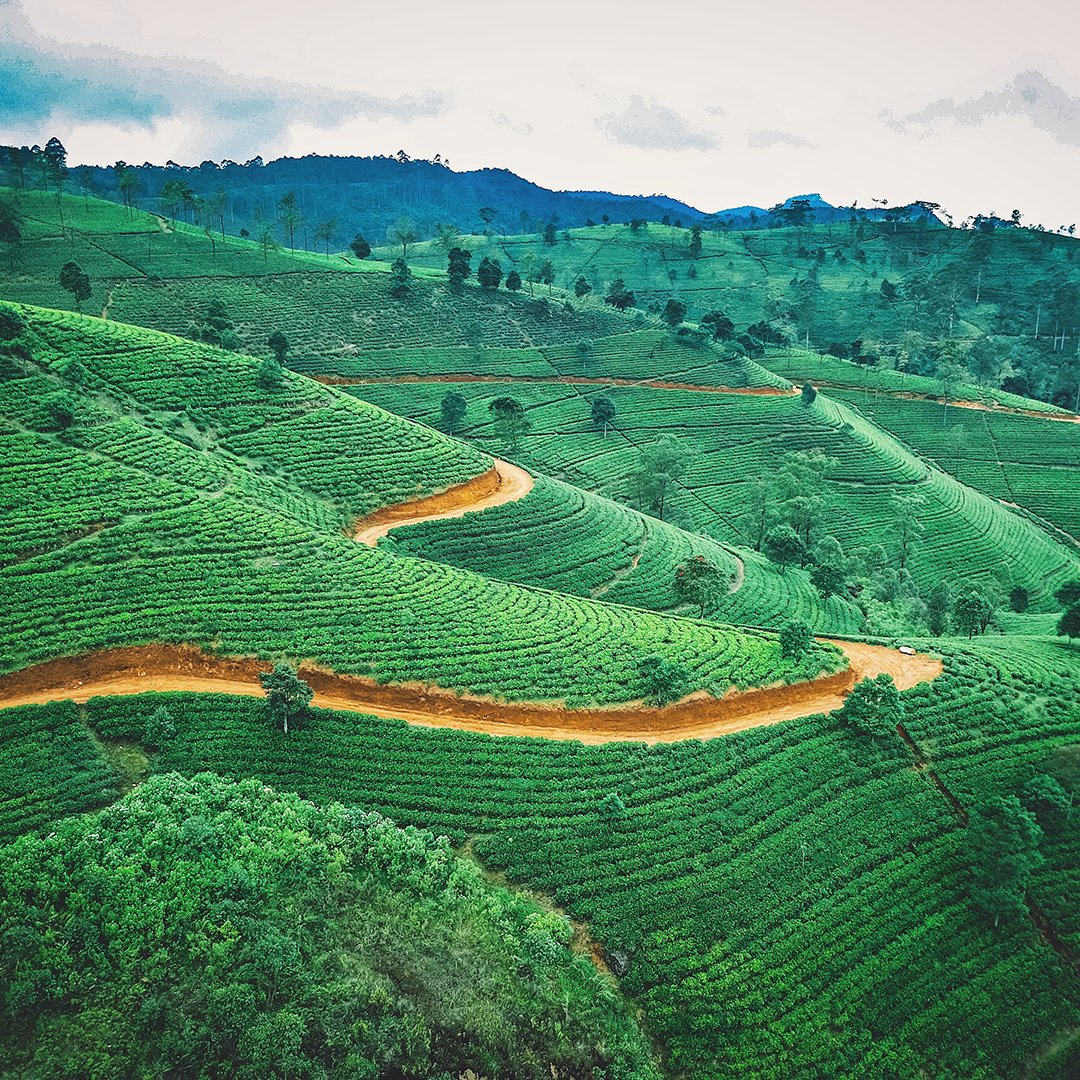 propertiesinsl's tweet photo. Are you a tea lover? Do you dream of owning a tea plantation?
Photo credit to @jerrykavan on @unsplash
#srilanka #colombo #travel #srilankatravel #travelphotography #travelsrilanka #nature #srilankan #visitsrilanka #photography #travelgram #ceylon #srilankadaily #love #kandy https://t.co/hUhOhT55LR