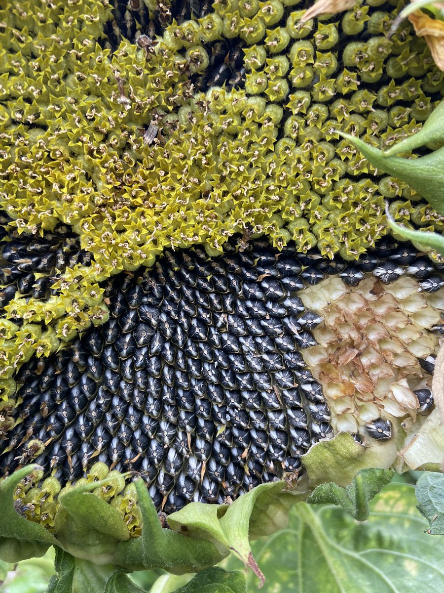 Our 🌻sunflowers🌻 still look glorious even as they decay. As bloom fades the birds root out the rich bed of seeds underneath for food. <a href="/Britnatureguide/">The British Nature Guide</a> <a href="/CommonByNature/">James Common</a> @Botanygeek <a href="/FlowerScapes/">Steve & Karin Alton</a> @WildLondon <a href="/Love_plants/">Plantlife</a> <a href="/britishbee/">BBKA</a> <a href="/Capital_Growth/">Capital Growth</a> <a href="/CarolKlein/">Carol Klein</a>