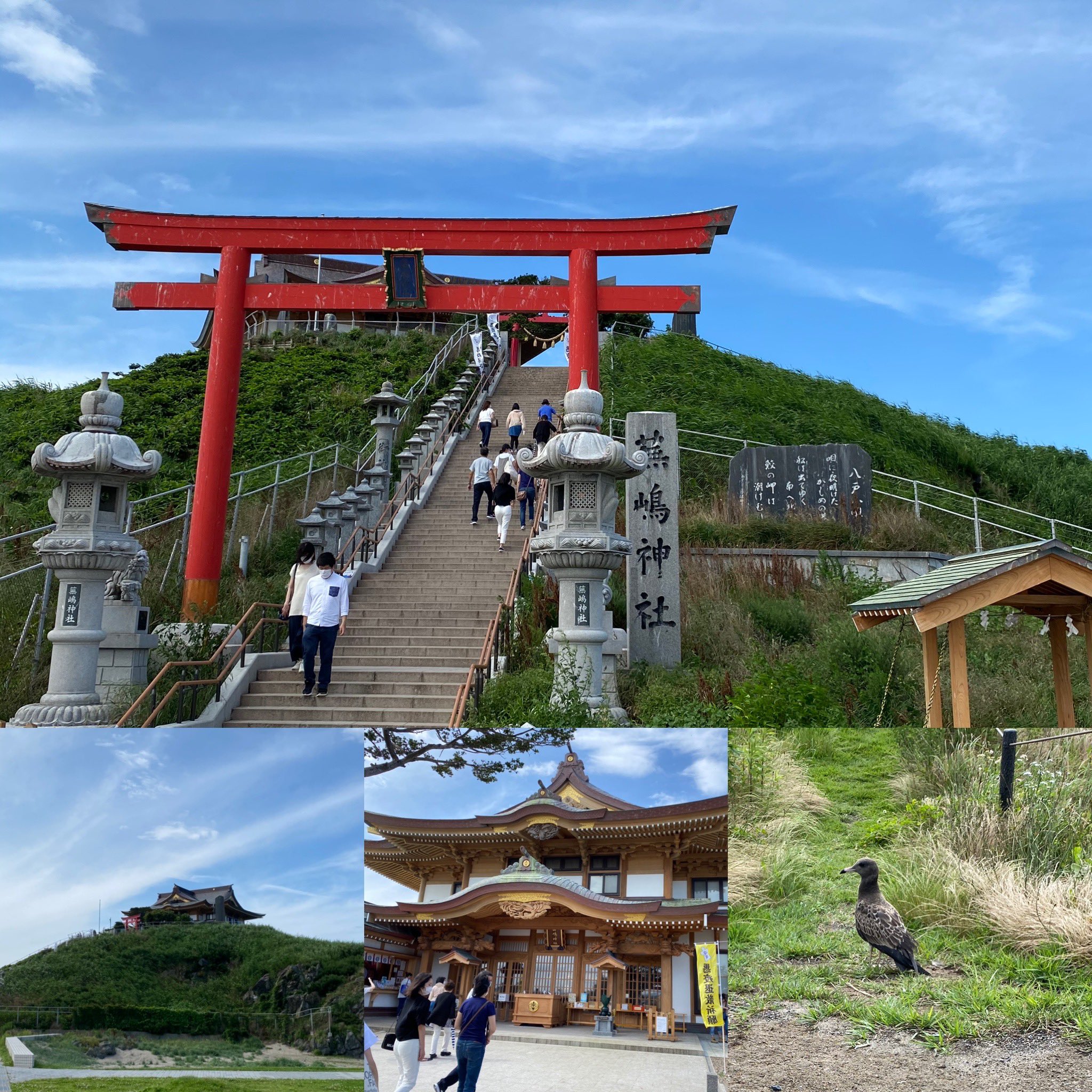 Taku 旅行 温泉 地酒 八戸市観光 種差海岸にある 蕪嶋神社に来ました キレイな景色やったし ウミネコの繁殖地やから距離も近くで見られました 旅好き 旅行好き 八戸観光 青森観光 種差海岸 蕪嶋神社 ウミネコ 神社巡り 観光地 T