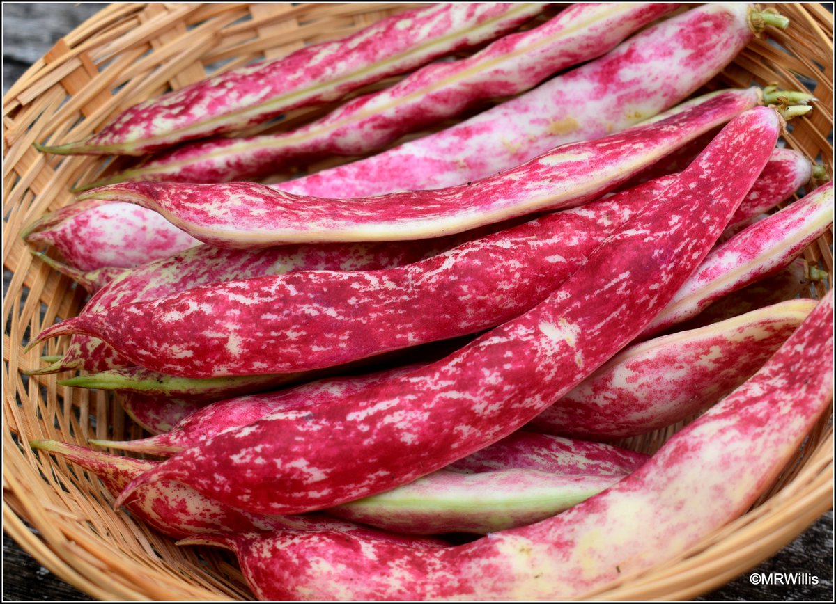Marksvegplot's tweet image. Borlotto bean "Firetongue". A very dramatic vegetable, IMO. I love eating the beans at the flageolet (green) stage, rather than drying them.