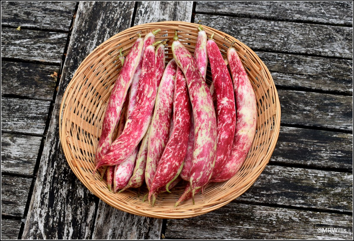 Marksvegplot's tweet image. Borlotto bean "Firetongue". A very dramatic vegetable, IMO. I love eating the beans at the flageolet (green) stage, rather than drying them.