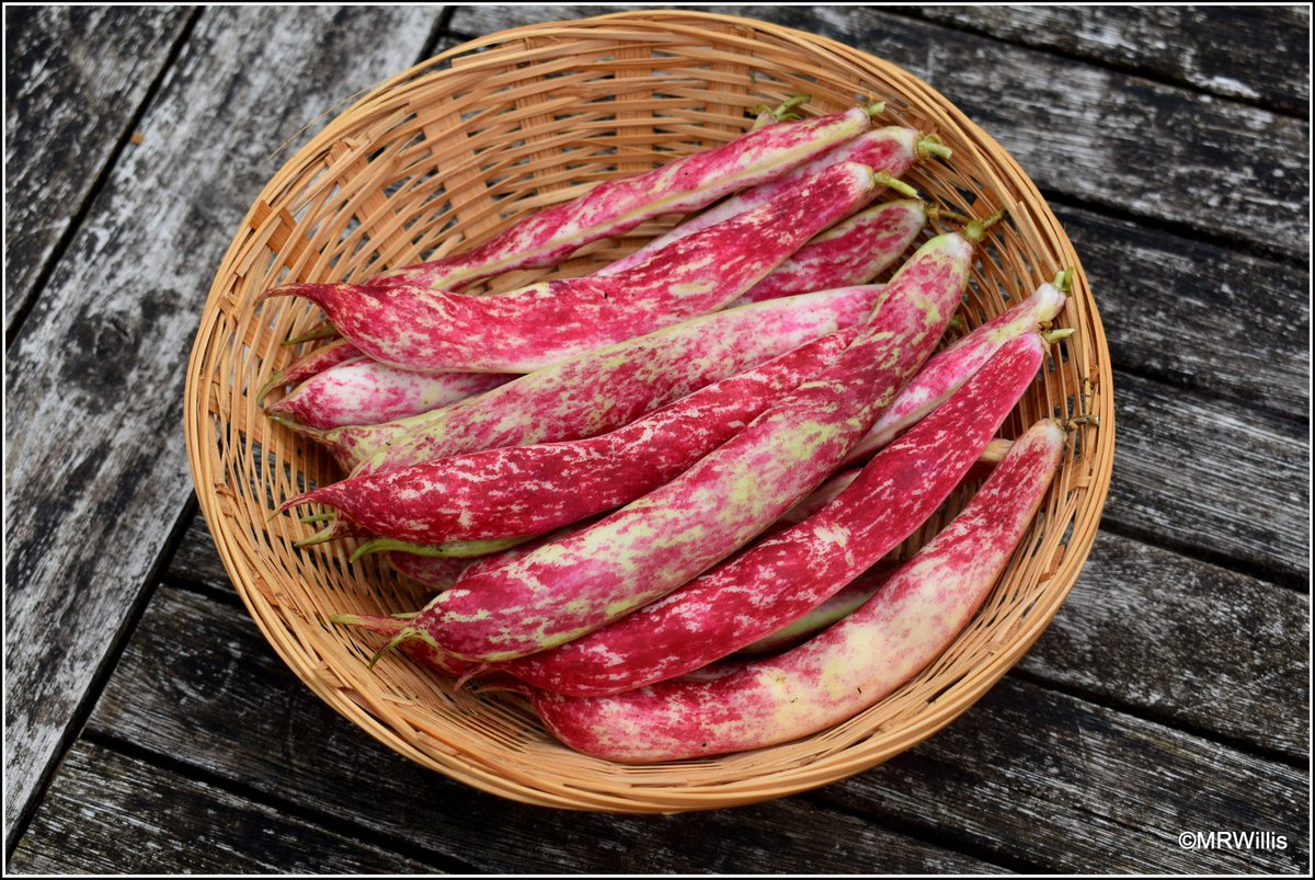 Marksvegplot's tweet image. Borlotto bean "Firetongue". A very dramatic vegetable, IMO. I love eating the beans at the flageolet (green) stage, rather than drying them.
