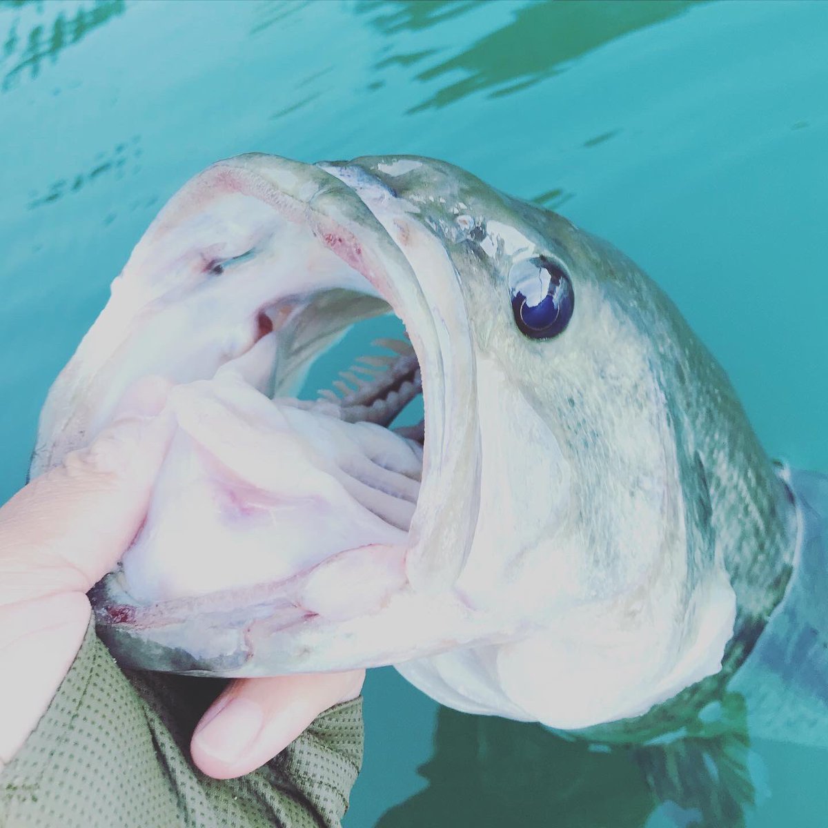 ドラマ魚 ドラマ魚