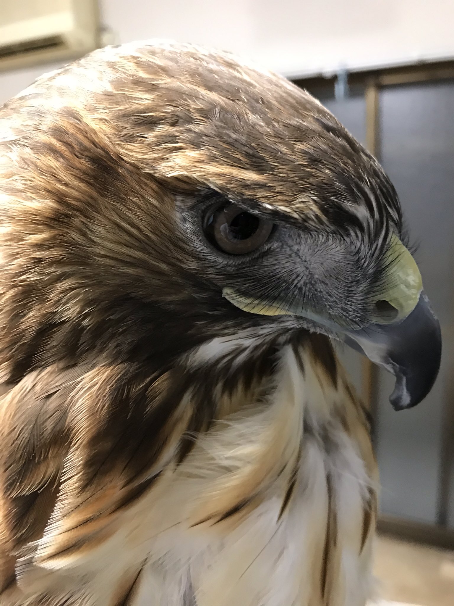 アクアリミテッド 緊急対応していたので今からサンちゃんを据えます 暑がりのサンちゃんはリビングの気温でもお口が開いてしまいます 猛禽類 レッドテールホーク アカオノスリ T Co Csxh6eedx2 Twitter