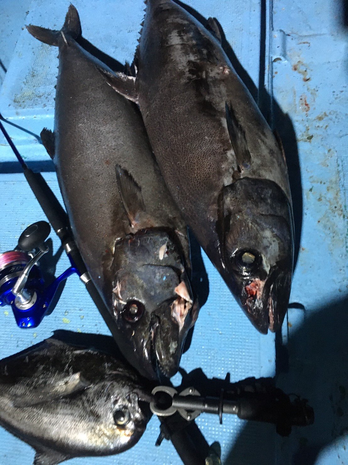 超釣友会 駿河湾で深海釣り 本命のバラムツは釣れなかったけどアブラソコムツ サットウ 2本とシマガツオ エチオピア 釣れてマンマン満足 サメは2m以上あって危ないのでライン切ってバイバイ T Co 8dupvjbtfy Twitter