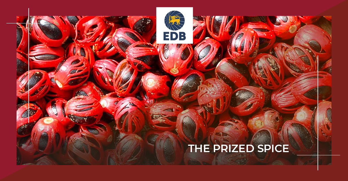 EDB_SriLanka's tweet photo. From ancient times, Nutmeg has been a highly prized spice for its numerous culinary and other applications.

Read more: https://t.co/ZxnoWj51rb https://t.co/SgPIbxsKZt