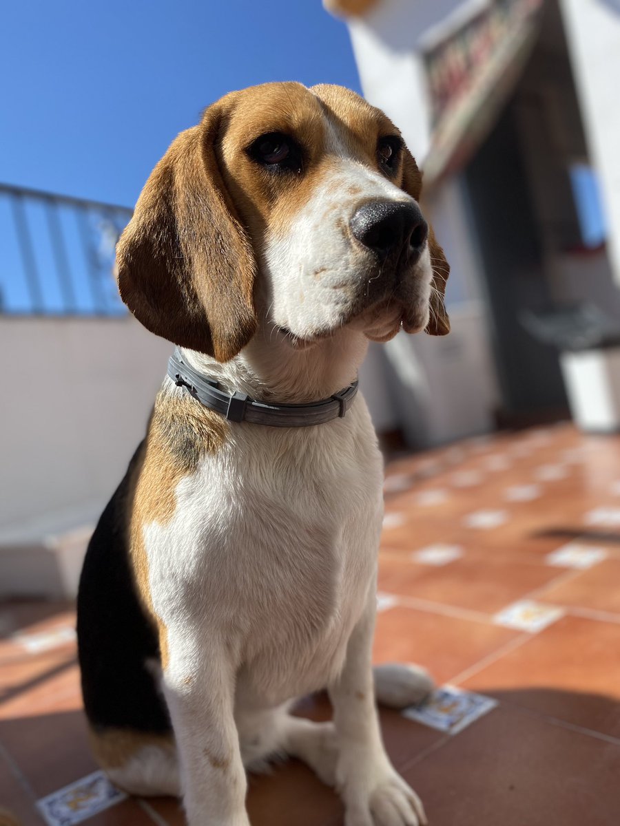 Albiribis's tweet photo. Bimba es preciosa se mire por donde se mire. https://t.co/N5yekbddvF