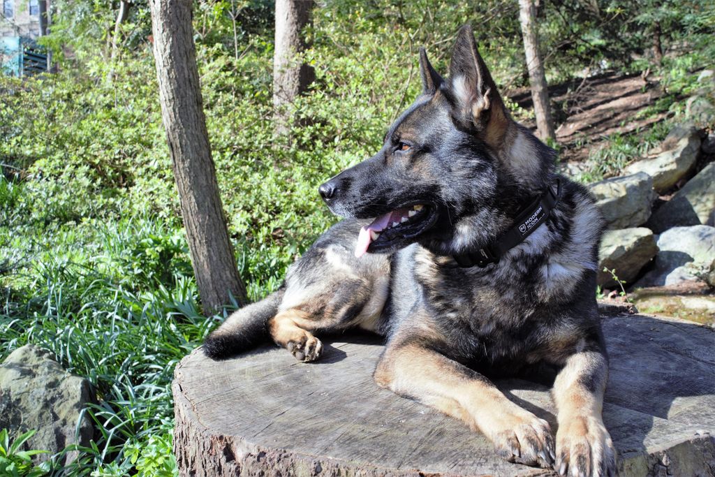 Diesel gets ready for the week with a nice restorative hike through the woods. How does your #ProDog get ready for the week? #prodogsonsunday