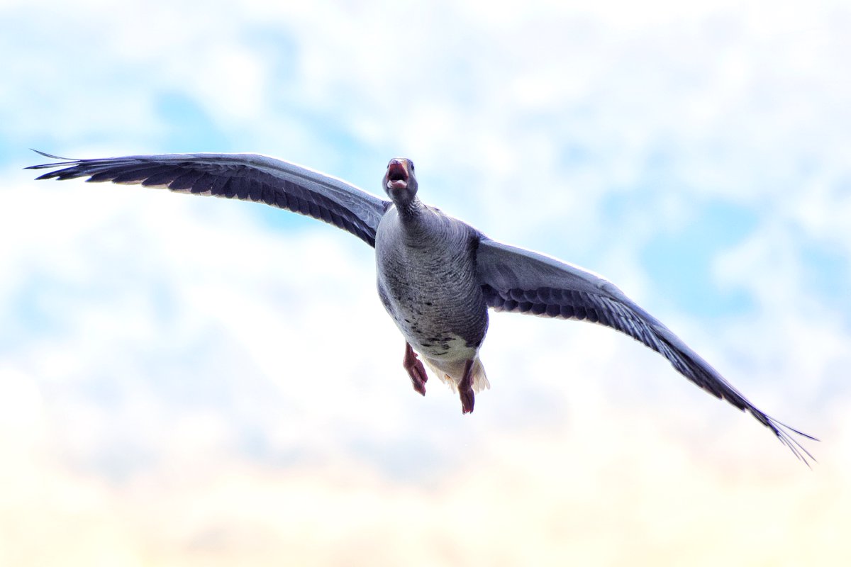 A few pictures from our recent trip to <a href="/WWTSlimbridge/">WWT Slimbridge</a> it is a fabulous day out for all the family and SO much to see! 🦆🦢🦩 

#nature #kidsdaysout
