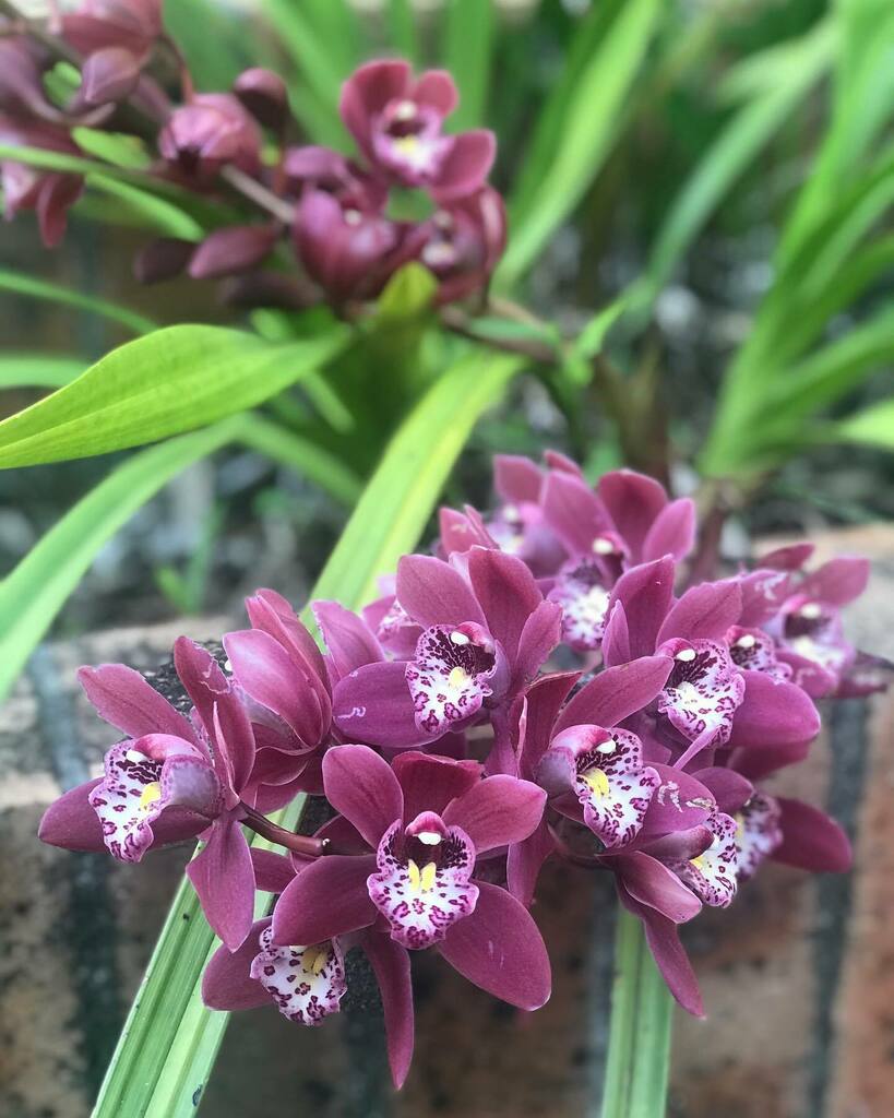 writingquietly's tweet photo. #augustbreak2020 #joyful
These port wine orchids that flower year after year and greet me from my kitchen window in winter. So grateful for their robust joy and perfection. #quietwriting #orchids #cymbidiumorchids #cymbidiums #joy #orchid #orchidsofinsta… https://t.co/f5uIZQX9ds https://t.co/r3uoahbKuJ
