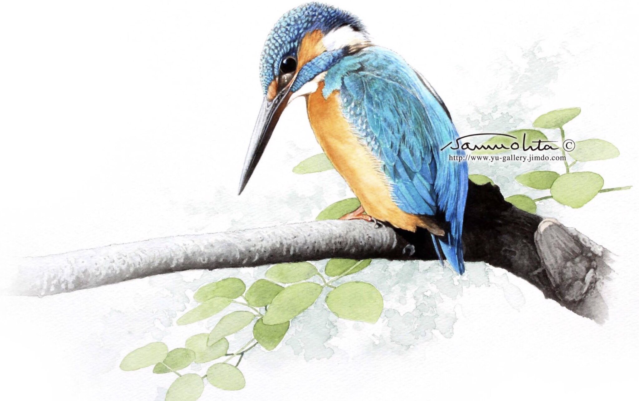 石周斎 カワセミの水彩画と色鉛筆画です カワセミは一番好きな野鳥で 良く描きます カワセミ バードウォッチング 野鳥精密画 水彩画 色鉛筆画 石周斎 カワセミの水彩画と色鉛筆画です カワセミは一番好きな野鳥で 良く描きます カワセミ バードウォッチング 野鳥精密画 水彩画 色鉛筆画