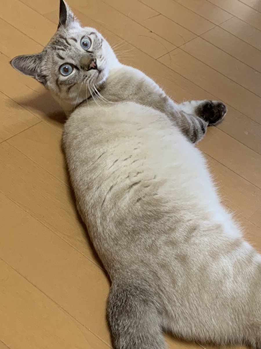 pleasure_Tsauna's tweet photo. #拡散希望
旭川市内(9条１丁目付近)で
8月13 日頃から行方不明になりました
猫（ちょこくん）を探しています！

右の前足が不自由です

何か情報があればリプかDM下さい🙇‍♂️ https://t.co/L7b3PnAqnT