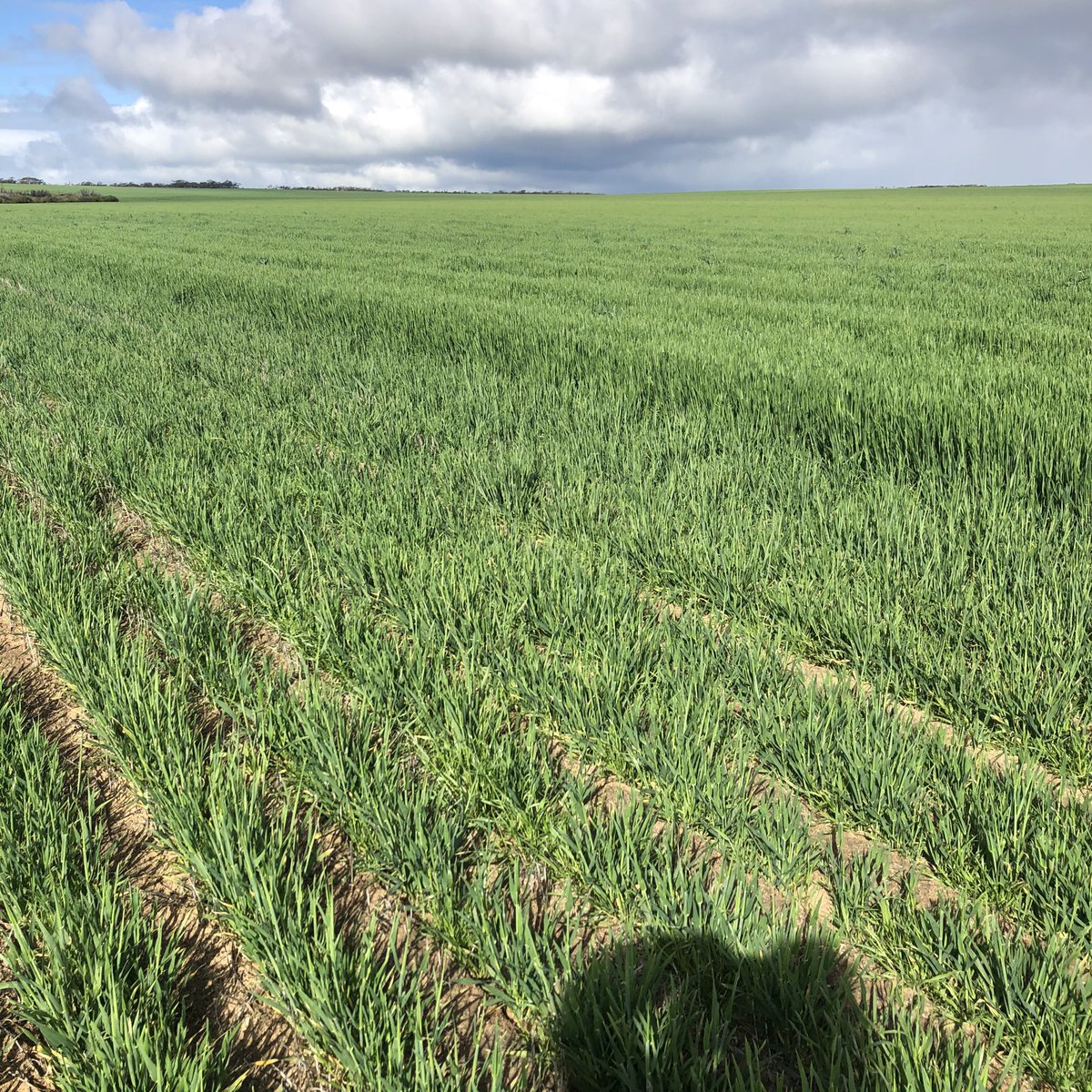 Deep ripped compared to no ripping. 
Spartacus barley. 
Terraland did a great job.