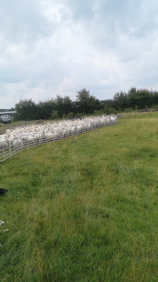Swapped cattle for sheep today! Bloody noisy job weaning 🤦‍♂️