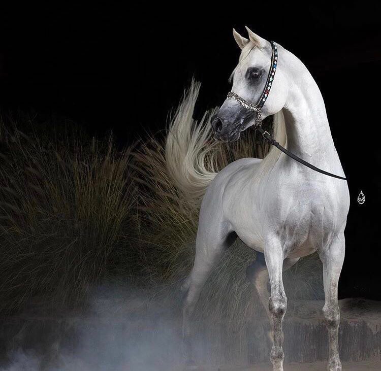 _Horselife's tweet photo. فتباركَ اللهُ أحسنَ الخالقين 🎠. https://t.co/tG4fIUCiwt