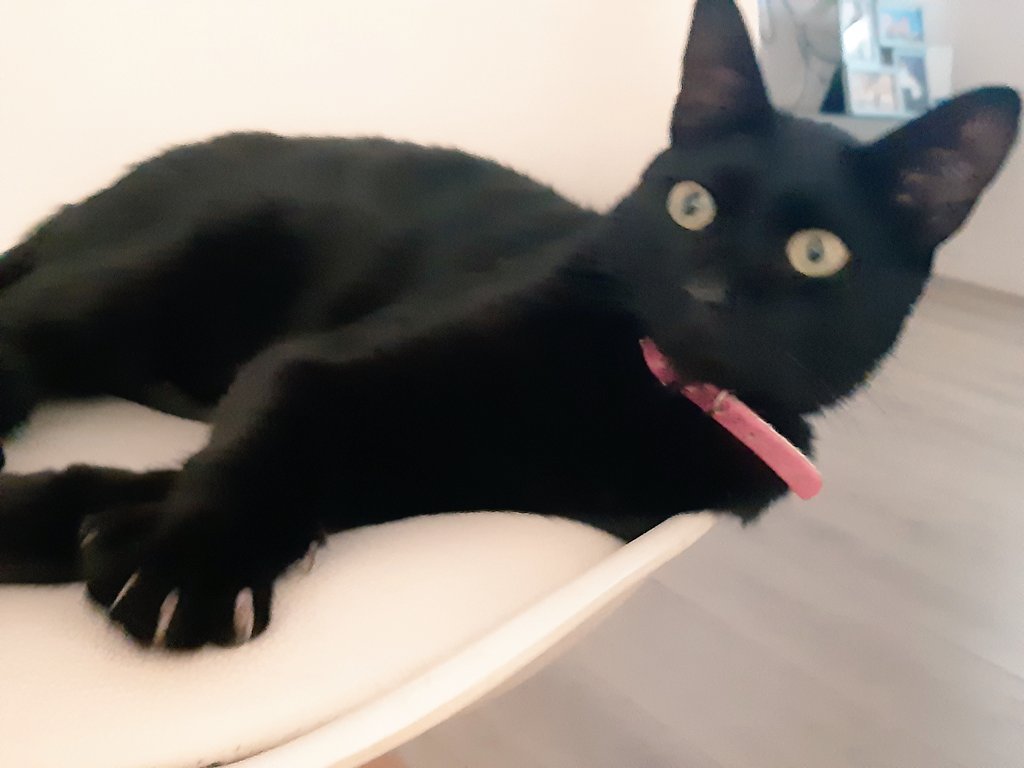 sandracapsir's tweet photo. Ací teniu Lísis. Ella és l'única que és feliç hui amb el punt i final de les meues vacances. No em deixa ni un minut des que hem arribat. #vacancesoff https://t.co/VhL7Eufuso