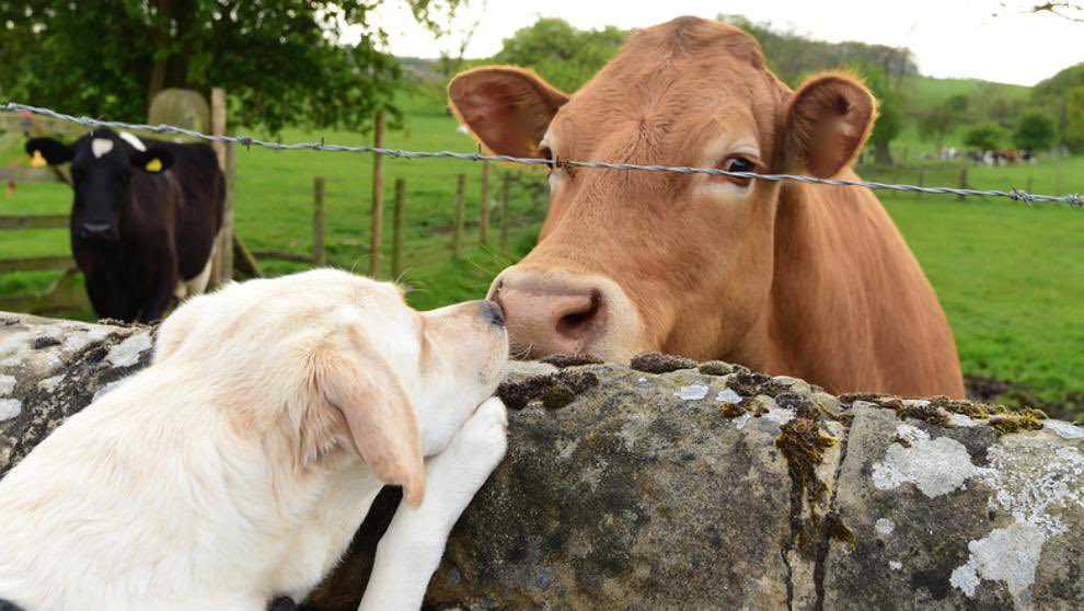 El "bienestar animal" tiene diferente significado según el animal, para los perros significa que vivan bien, para las vacas, cerdos, pollos o corderos significa que los maten con mejores prácticas para que no sufran. 
ABOLICIÓN YA!

#veganismo #govegan #veganosuruguay #veganos