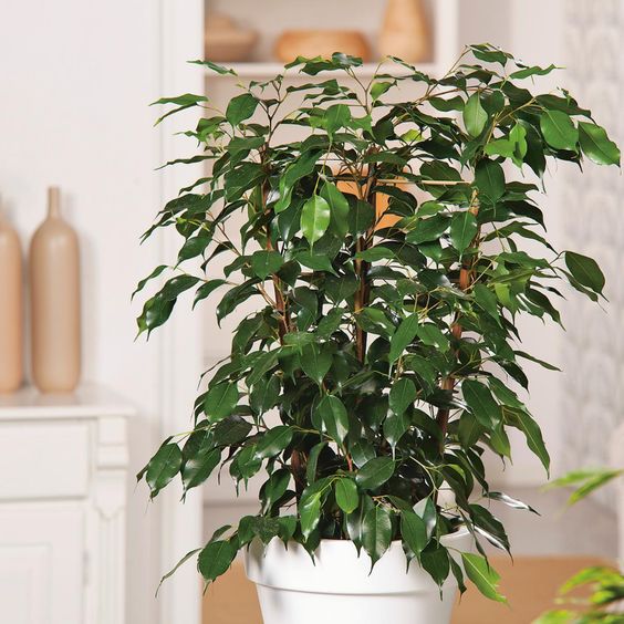 BotanicalsDaily tweet picture
