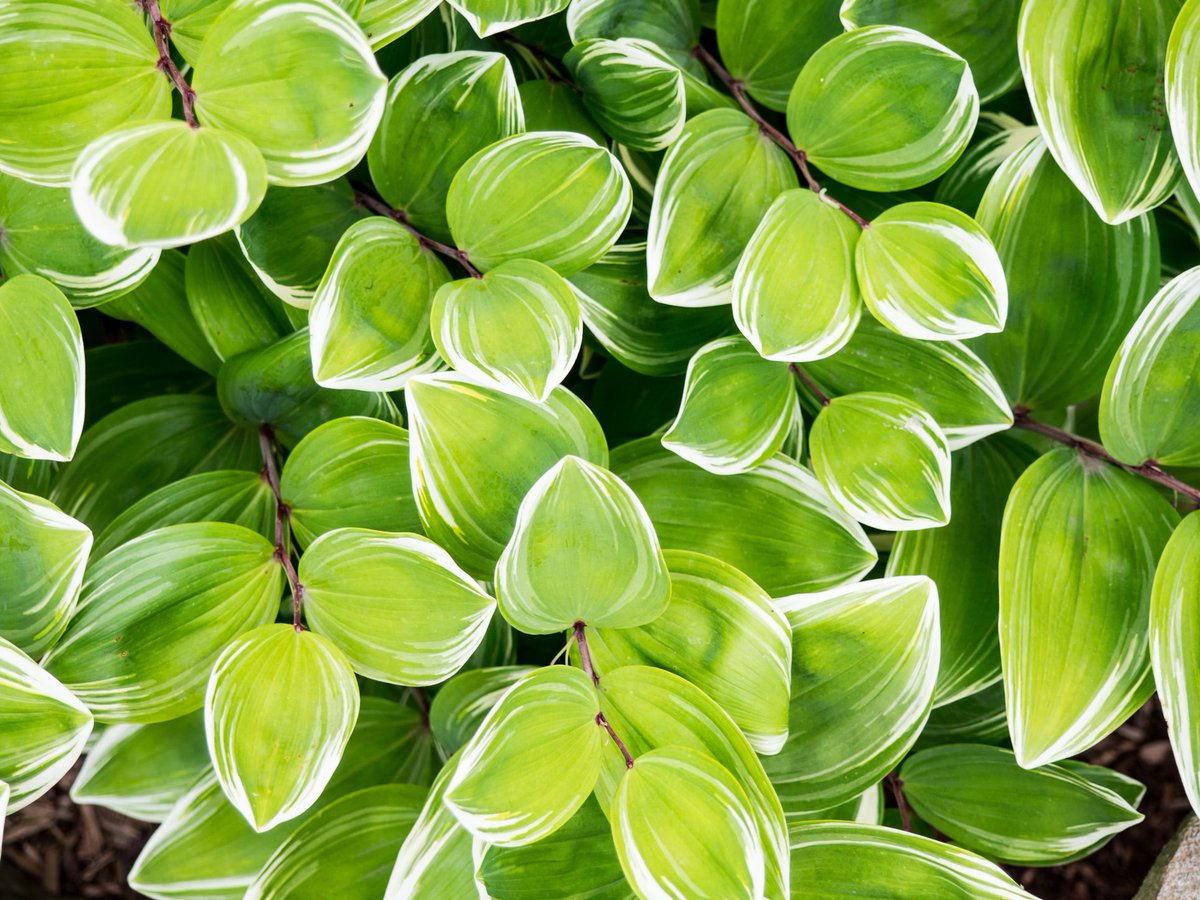 BotanicalsDaily tweet picture